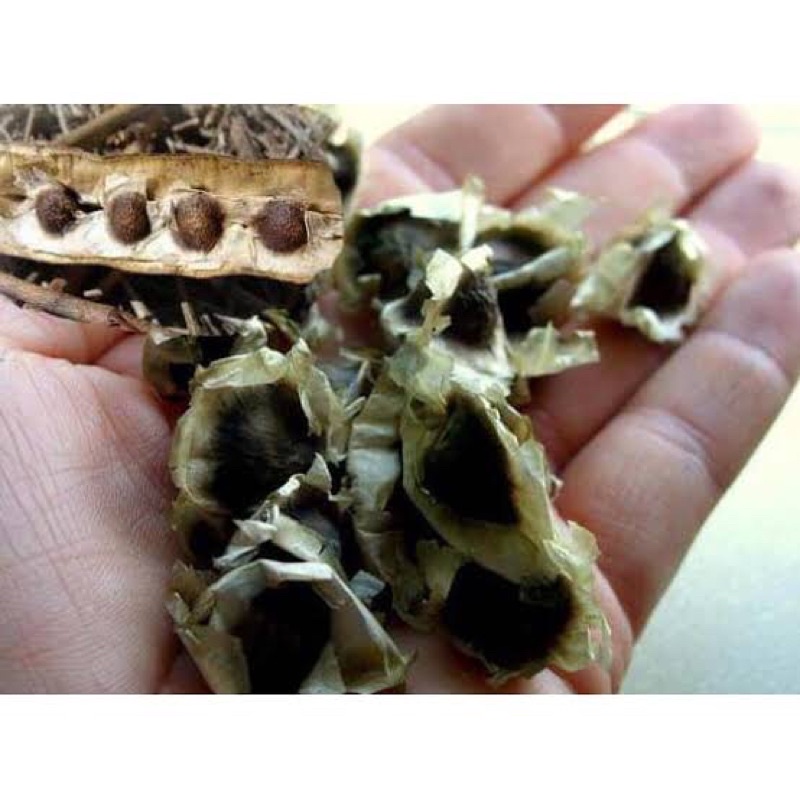 

BIJI KELOR KERING 50 BIJI