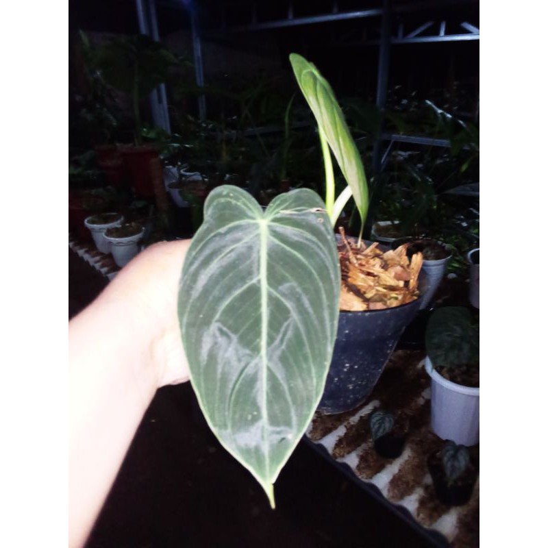 philodendron melanochrysum