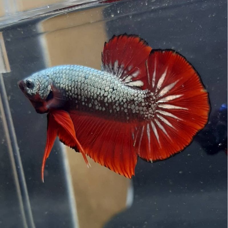 Cup4ng HMPK TOP Grade Male/Female(Hiasan Aquarium)