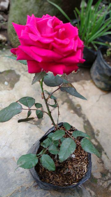 Mug Enamel List Stainless Couple/wedding Series Custom