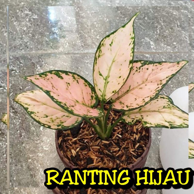 bunga aglonema pink yulia super jumbo_bunga aglonema pink yulia