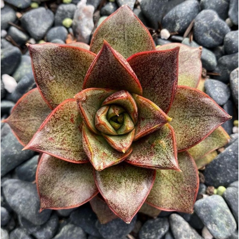 Echeveria purpusorum sukulen batik