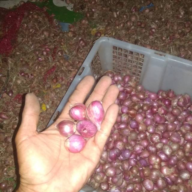 

Bawang merah