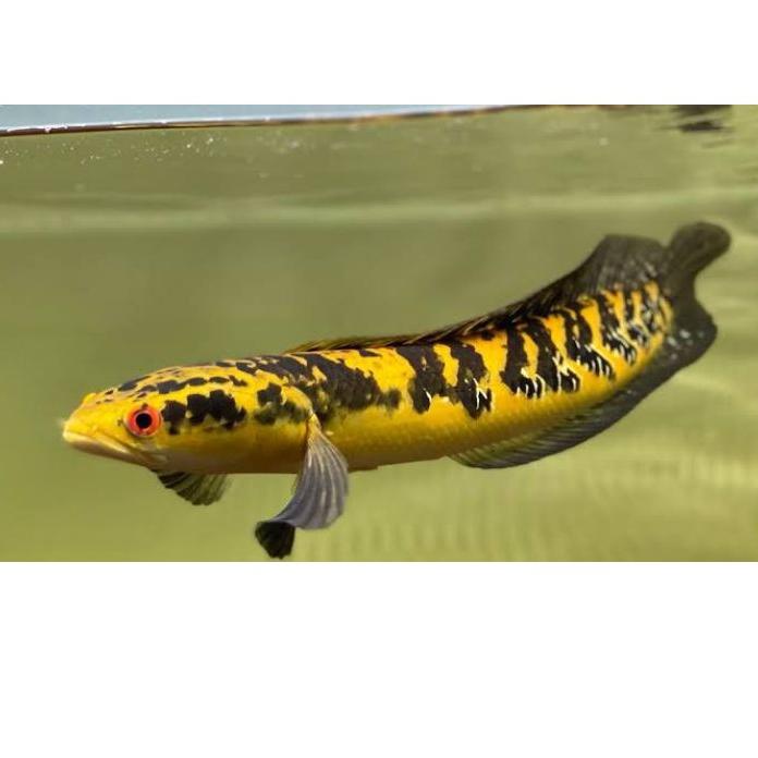 4.4 (COD) Ikan Channa 9-10 Cm Maru Yellow Centarum (Red Eye) Ys. [KODE 83]