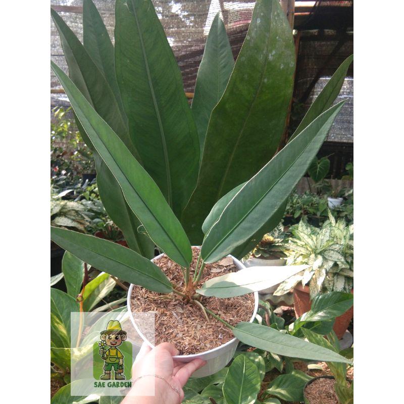 Anthurium Keris Silver