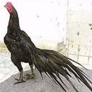 

TELUR AYAM MANGON GESIT TANGGUH UNTUK DI TETASKAN