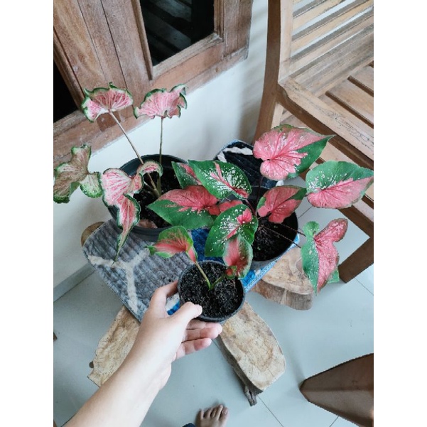 paket caladium red peacock,pink ratana dan redclone
