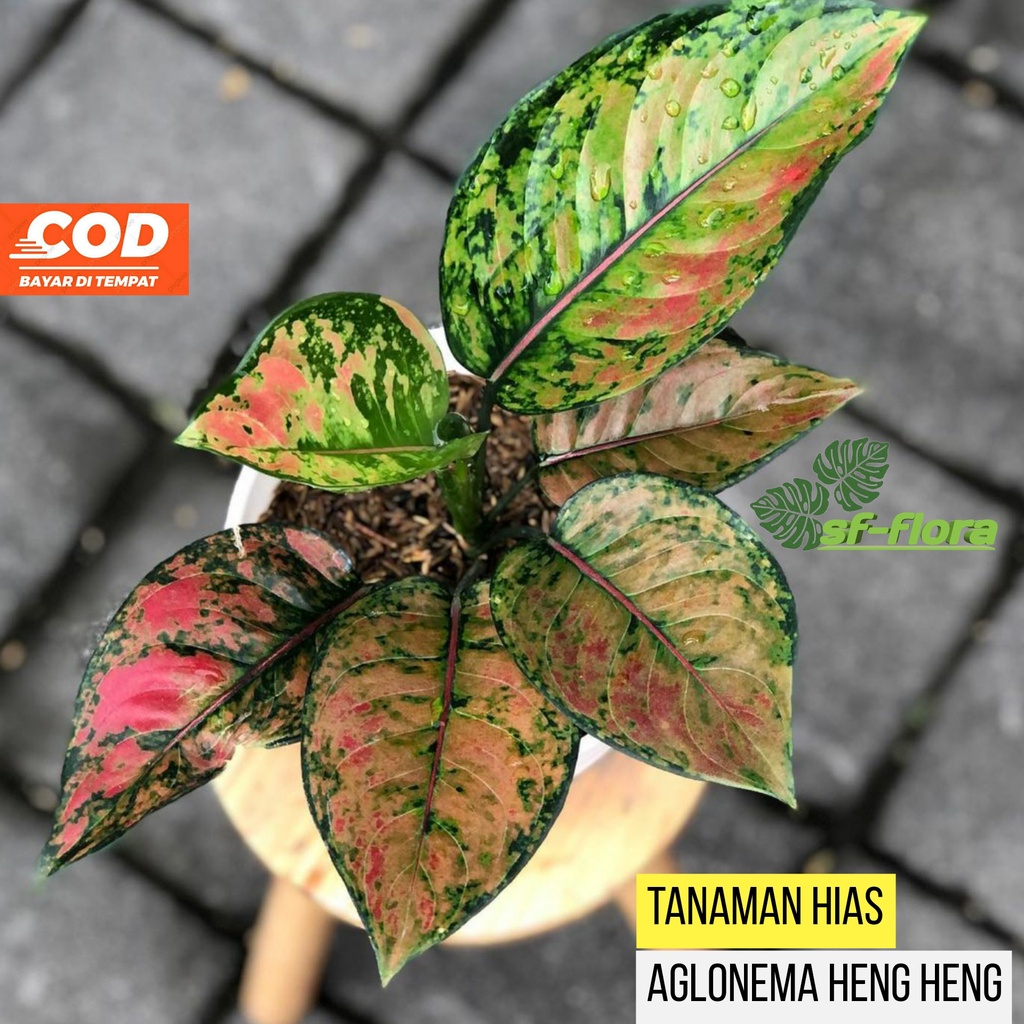 Tanaman Hias Aglonema heng heng jumbo daun 4-5-6 /tanaman hias aglonema hengheng