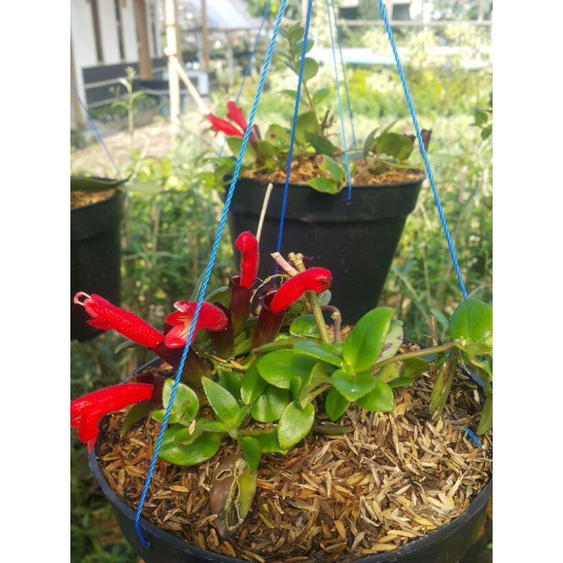 Tanaman Hias # lipstik merah