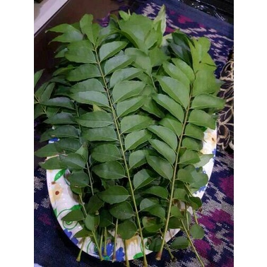 

Daun Kari 10 tangkai / daun salam Koja ( dijamin non peptisida )