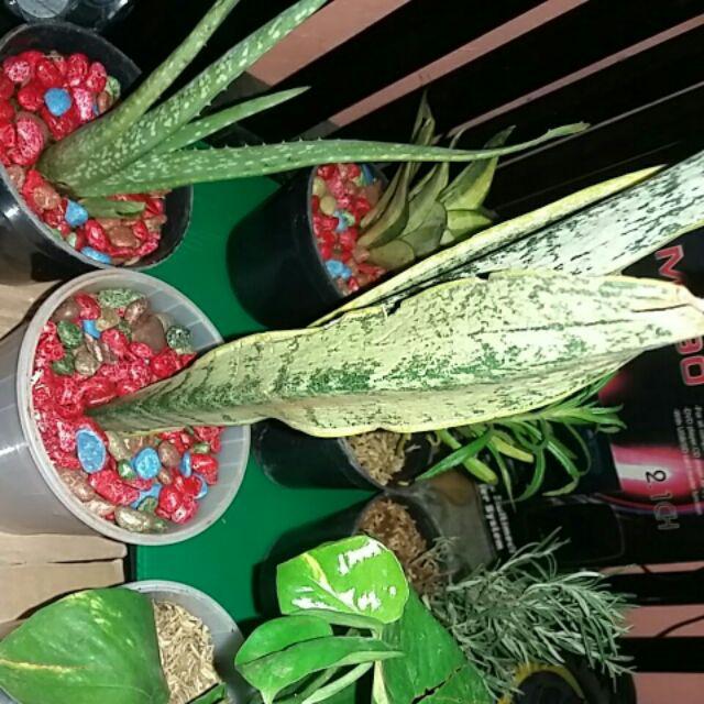 Tanaman Herbal Anti Nyamuk Rosemery