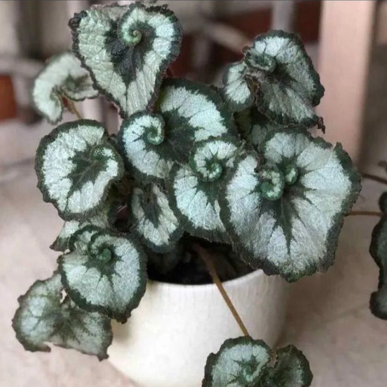 Tanaman Begonia Keong Escargot-tanaman benih begonia keong hijau silver