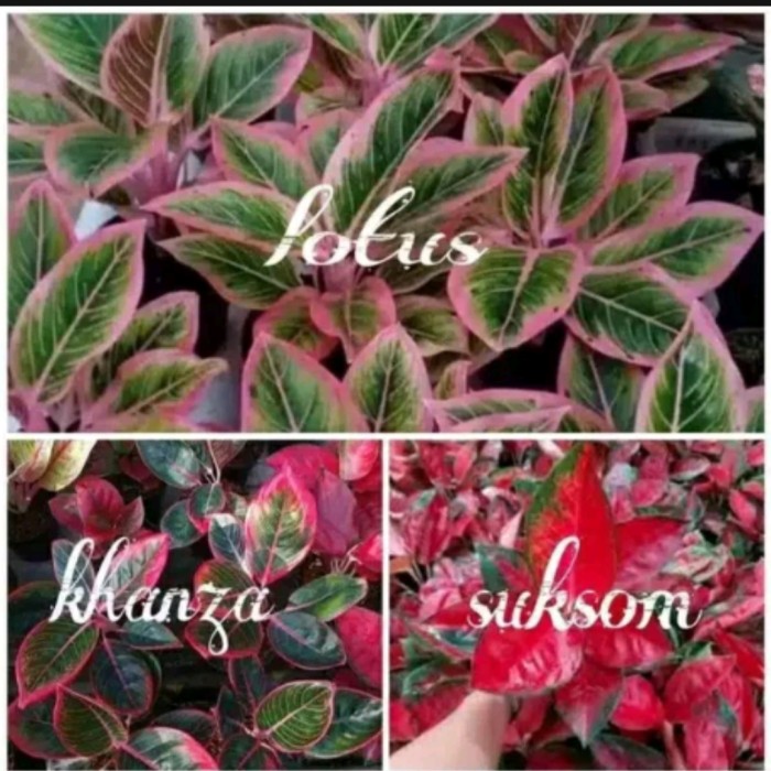 Paket 3 Bibit Bonggol Aglonema Lotus - Khanza - Suksom