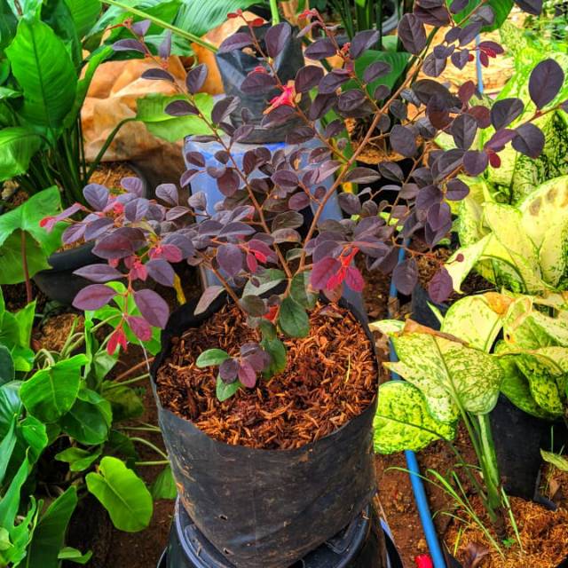 TANAMAN HIAS SERUT MERAH