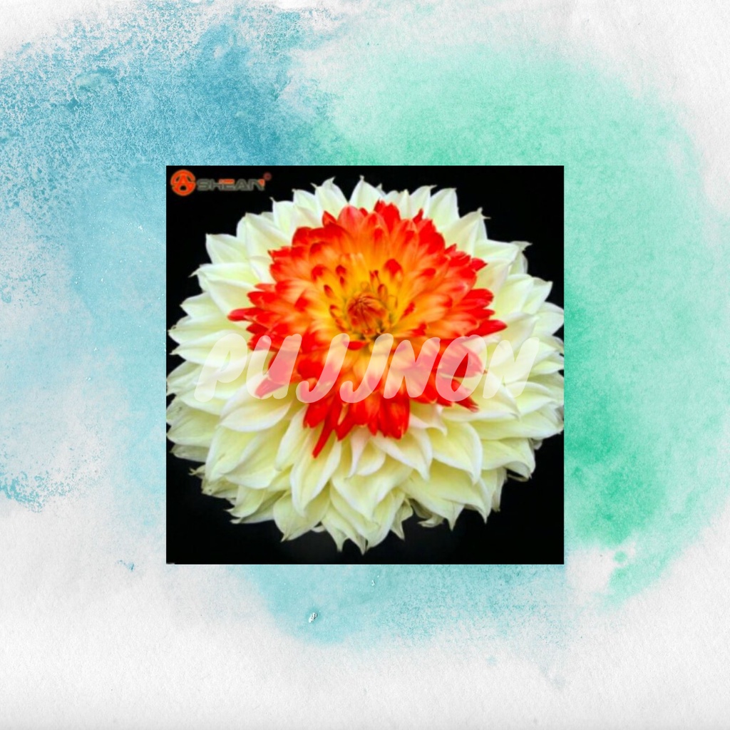 Biji Benih Bunga Rare Yellow Orange Dahlia Benih Bunga