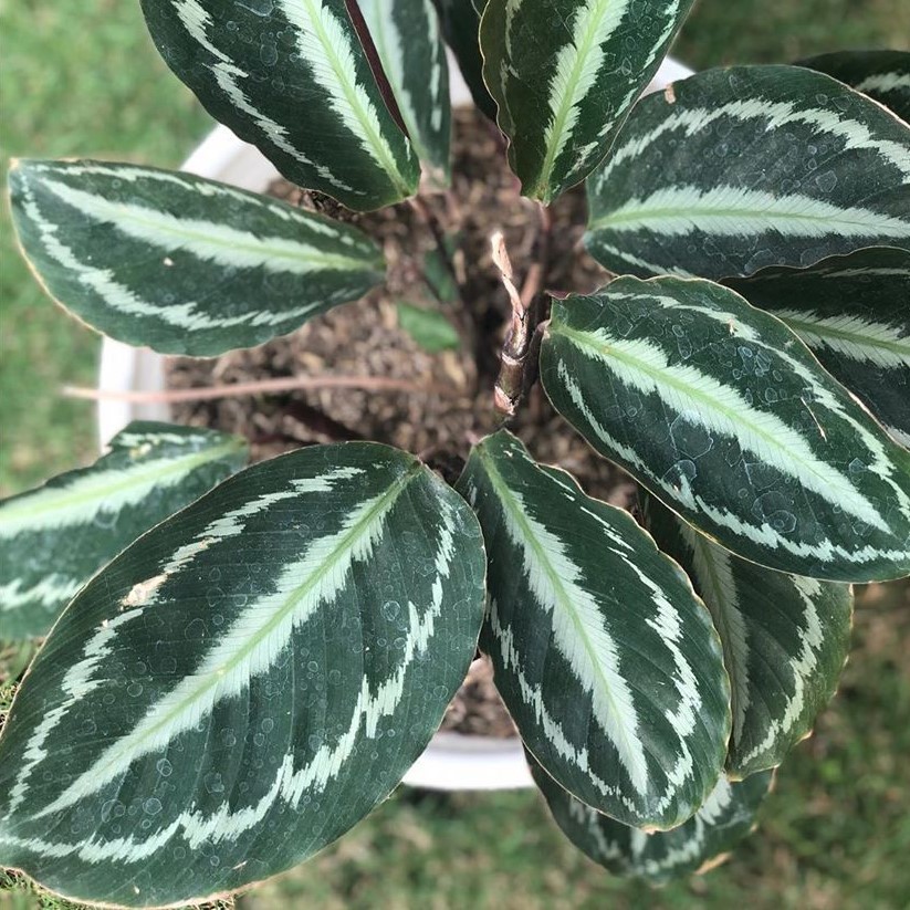 calathea silverback bibit tanaman hias daun