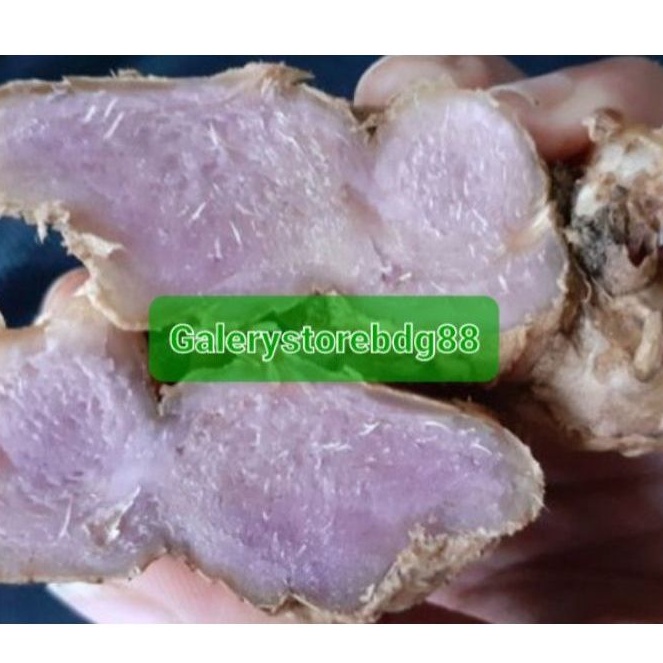 Bangle hitam segar 500 gram / umbi bangle hitam