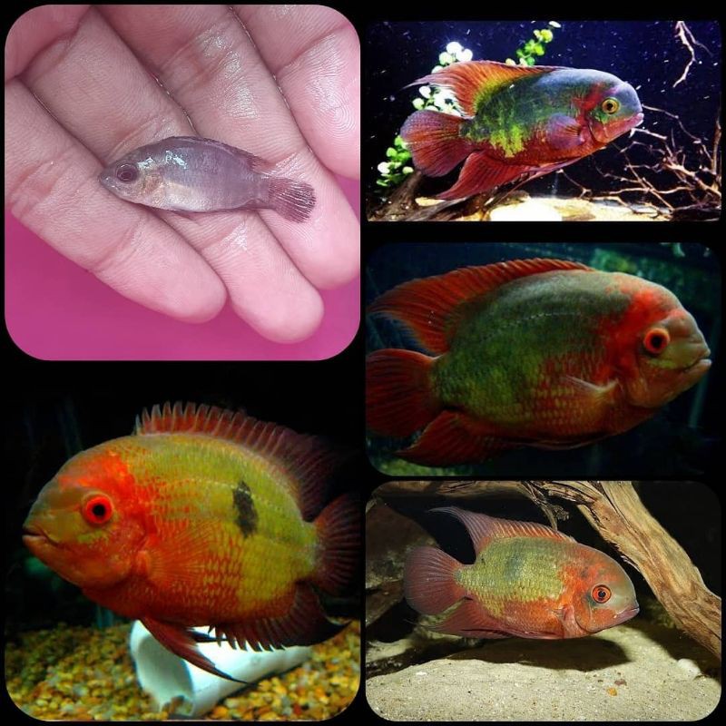 ikan temporalis cichlid untuk aquarium