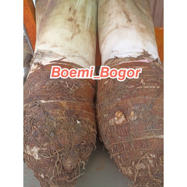 

Talas Bogor pulen 1 kg isi 1/2/3