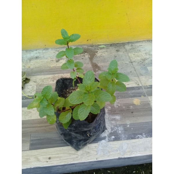 bibit tanaman herbal mint...bibit peppermint