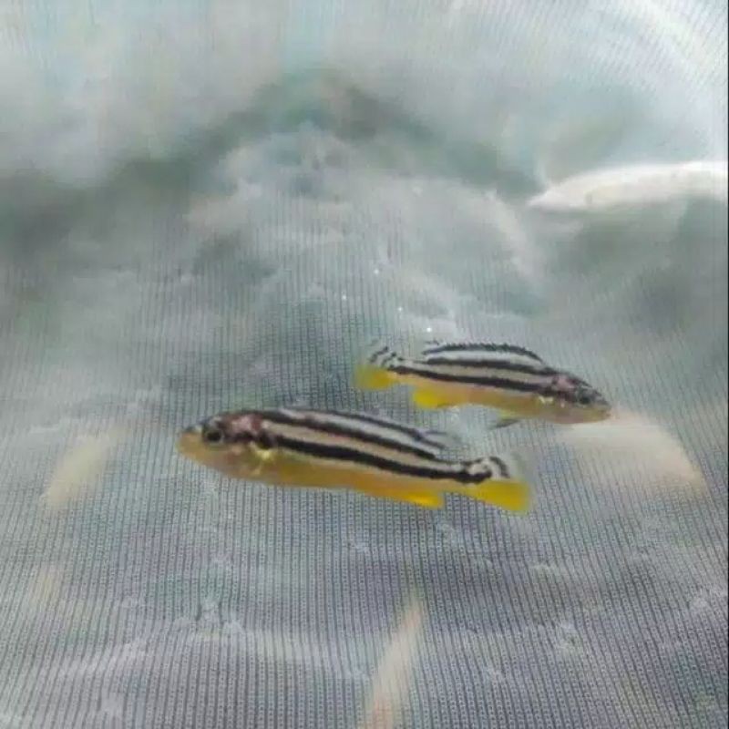 ikan hias cichlid niasa