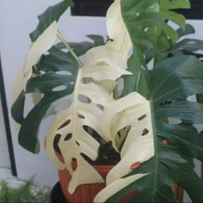 monstera variegata - bonggol monstera variegata