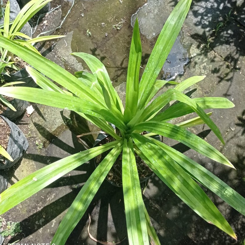 bibit padan wagi daun pandan wangi pengharum masakan atau minuman