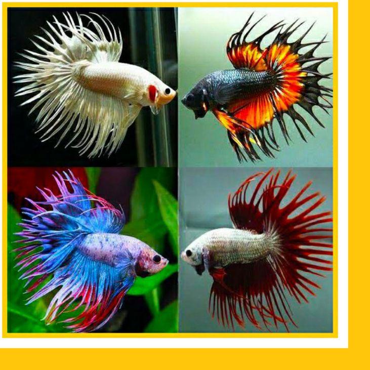 Terbaru.. ikan cupang ct maskot 40 ekor