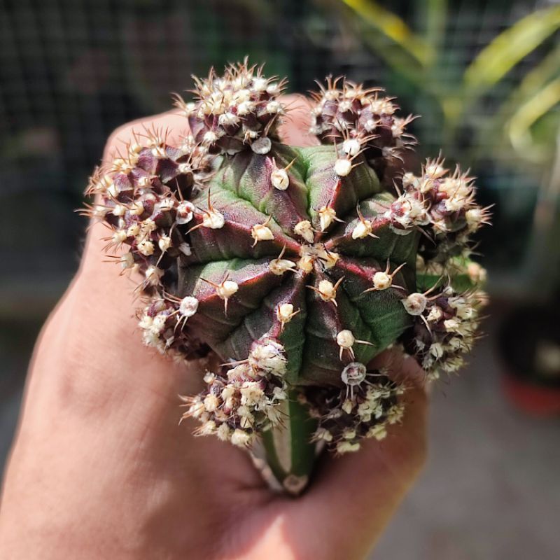 Kaktus Gymnocalycium Black cup / Blackcup grafting