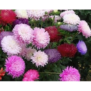 Benih Bibit Bunga  Aster  Powder  Puff  Mix Haira Seed 