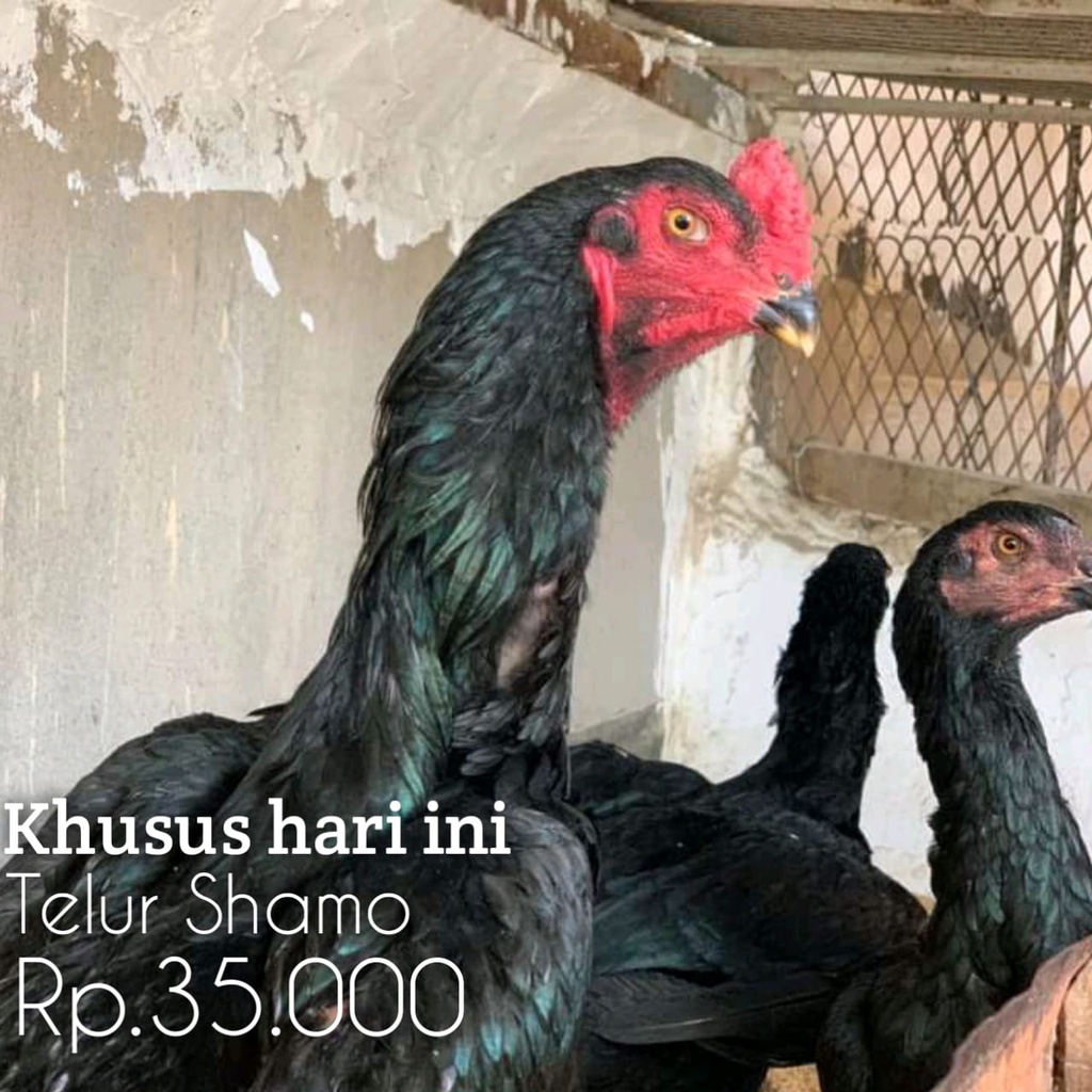 

shamo japan ori fetil telur super