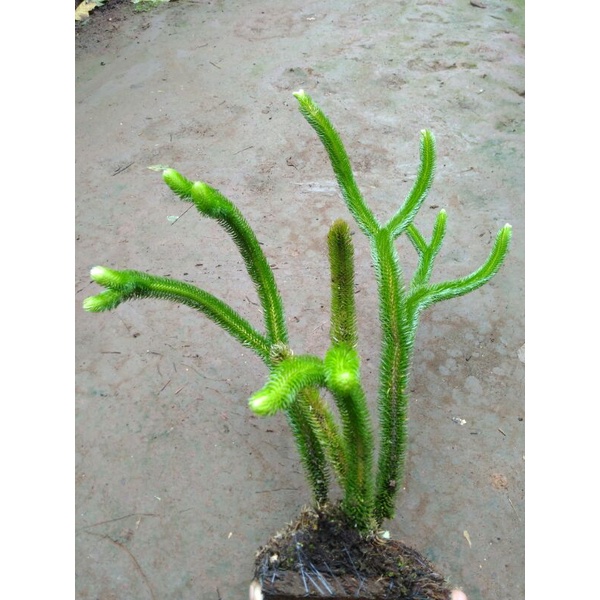 Kumpai Ekor monyet perumpun
