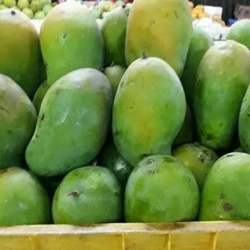 

mangga harum manis