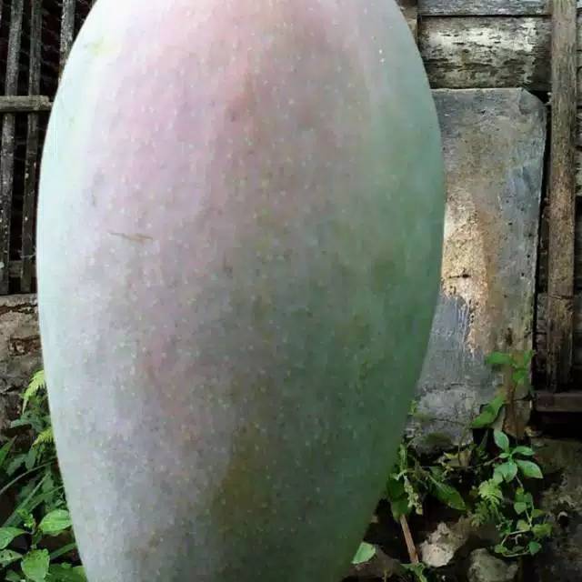 Bibit Mangga Mahatir / Tanaman mangga mahatir