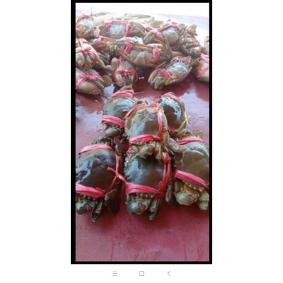 

Baby Crab 1KG