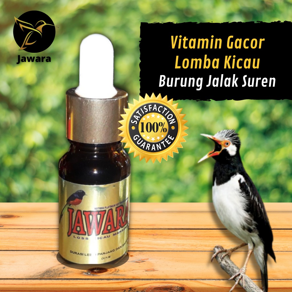 JAWARA Vitamin Gacor Lomba Kicau Burung Jalak Suren