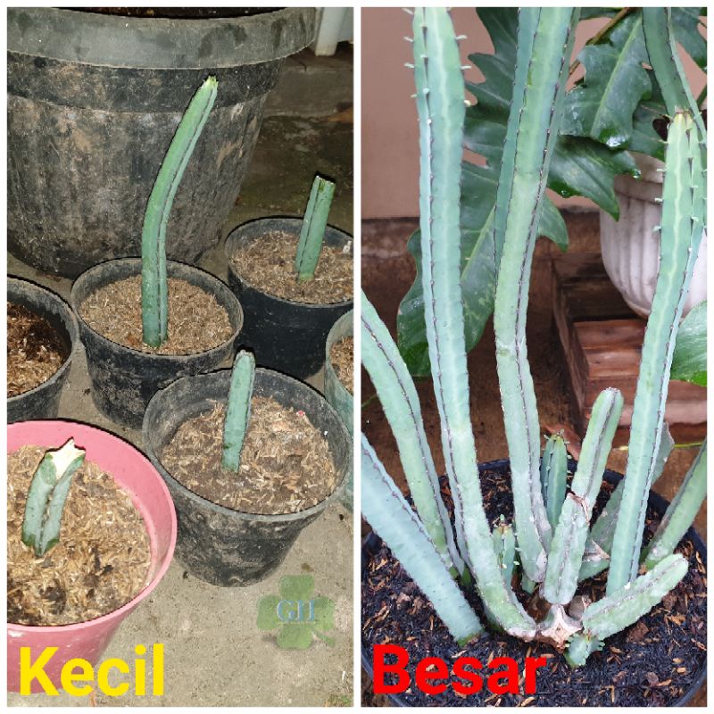 Tanaman Hias Kaktus Sukulen Euphorbia Heterochroma Hijau (Besar)