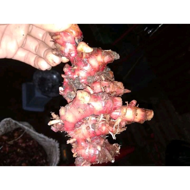 

Jahe merah