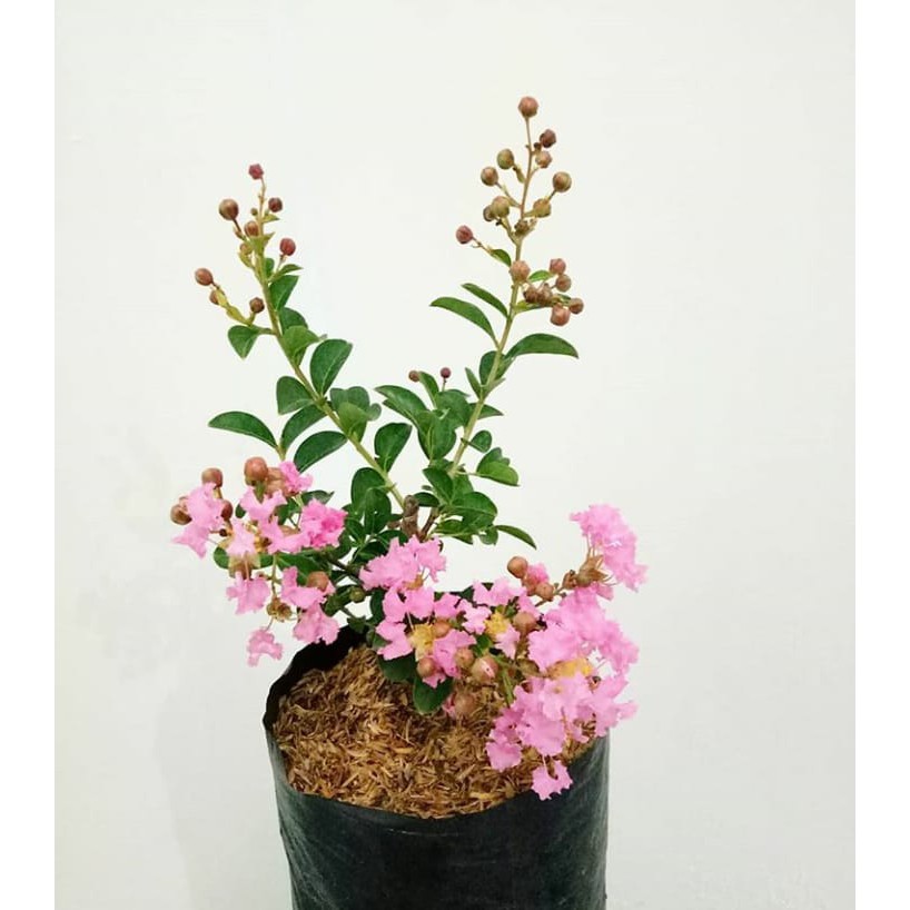 

bunga sakura