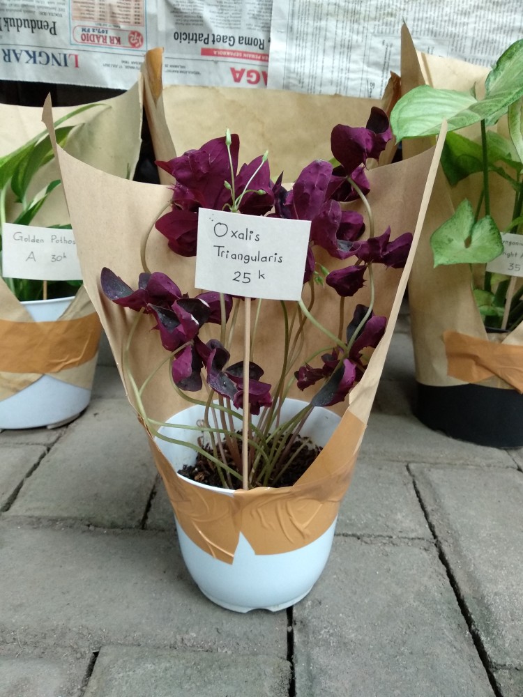 Botol Pet 250 Ml + Tutup Trigger Sprayer