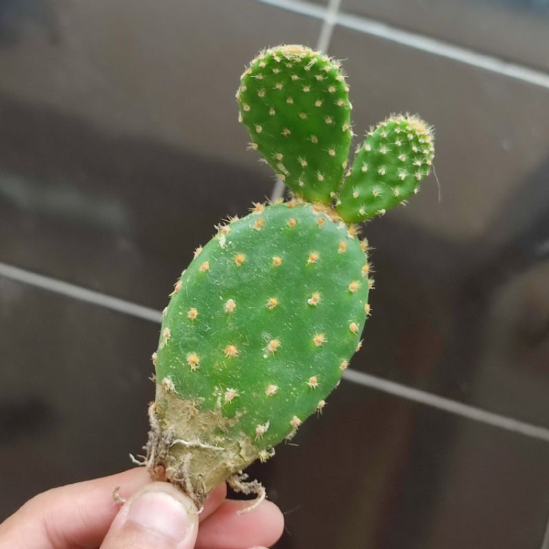 Kaktus Mickey Ownroot medium/Opuntia microdasys/Kaktus mickey