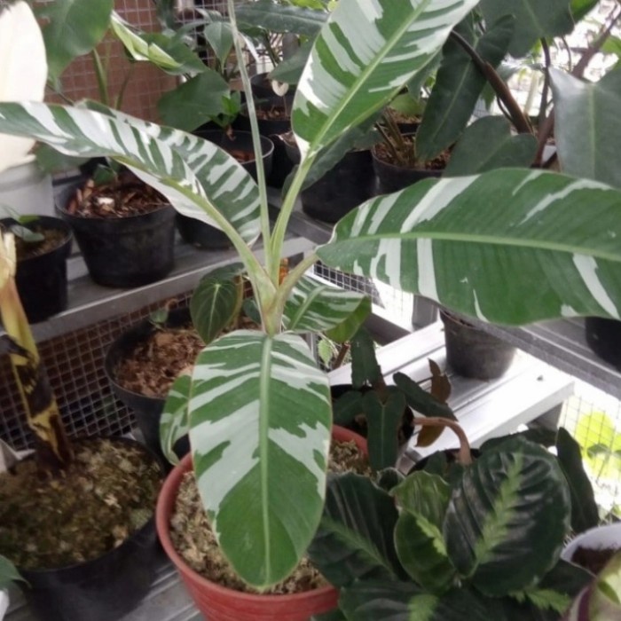 Tanaman Pisang Varigata Asli