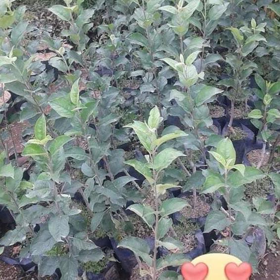 Bibit Apel Malang Hijau End