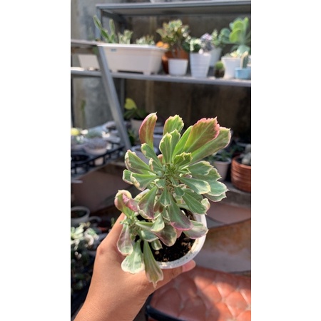 sukulen Euphorbia monadenium cluster