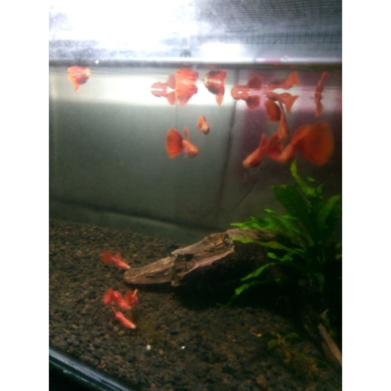 ikan guppy gapi gepy gupy albino full red AFR perpasang pair