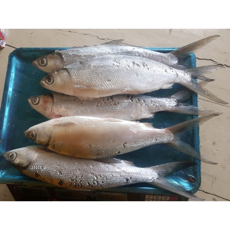 Ikan Bandeng Segar / Fresh 1 kg isi 4 ekor