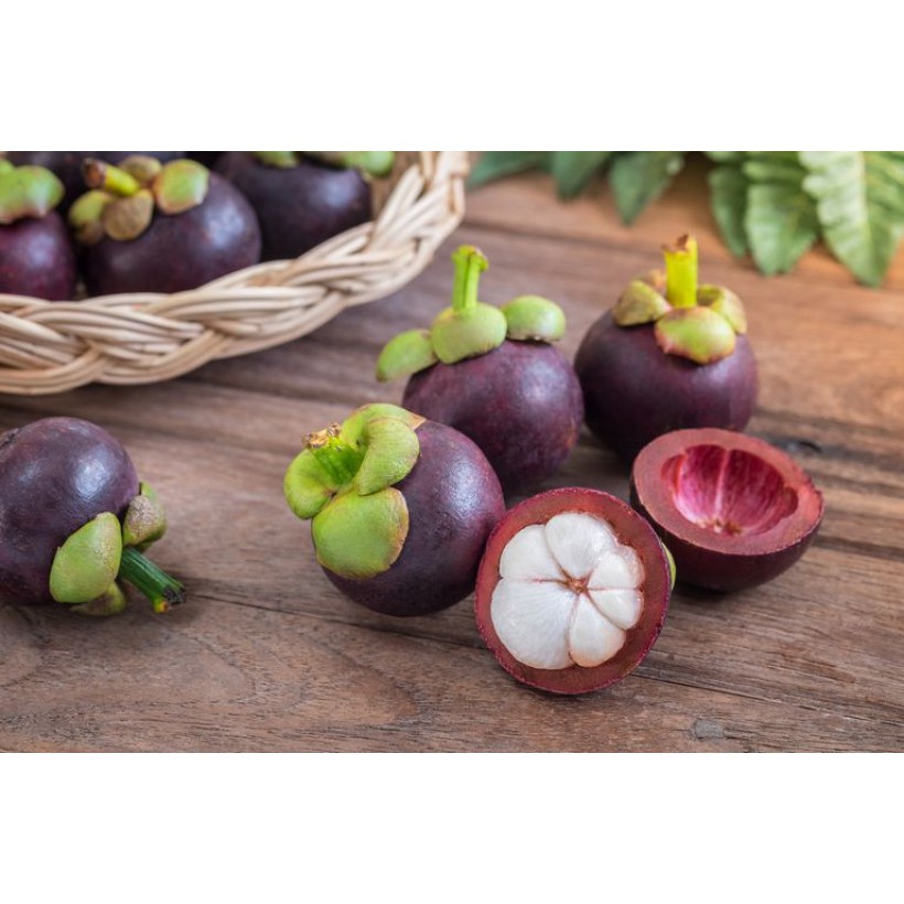 Bibit Tanaman Manggis Okulasi Sambung / Bibit Buah Manggis Okulasi Sambung