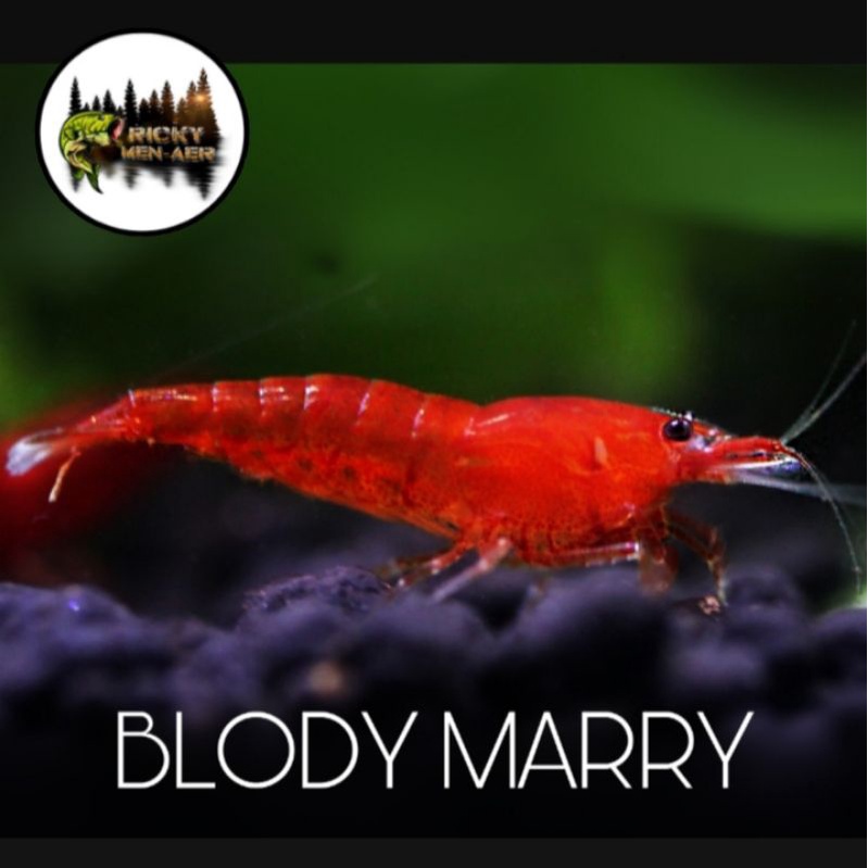 

UDANG HIAS BLOODY MARY