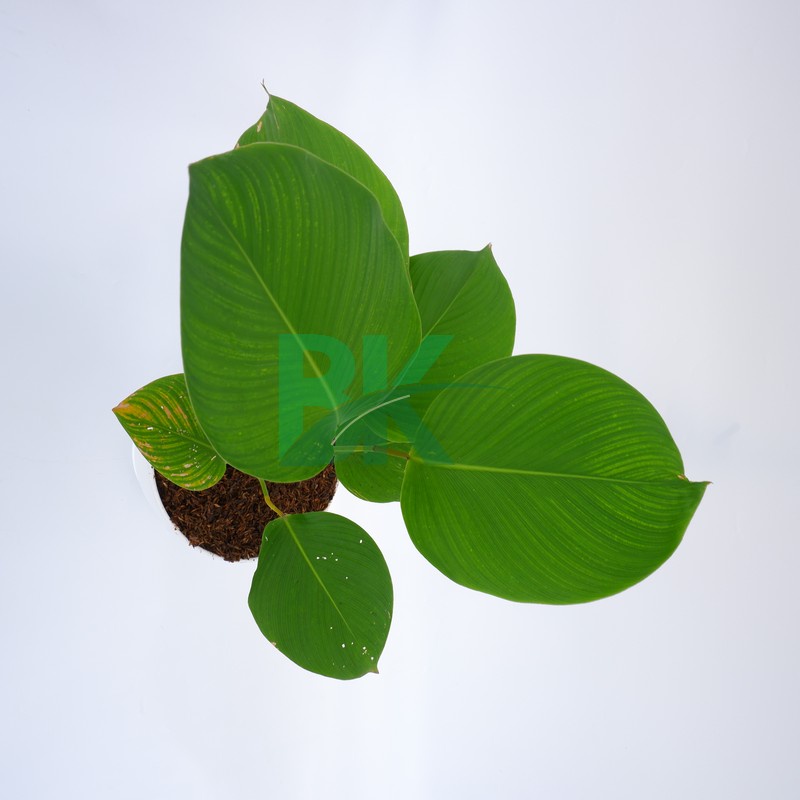 calathea pisang pisangan -(calathea luthea ) - BAKUL KEMBANG