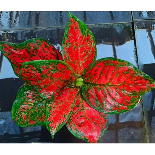 Aglonema Dud Anjamani murah / Aglonema murah / aglaonema merah